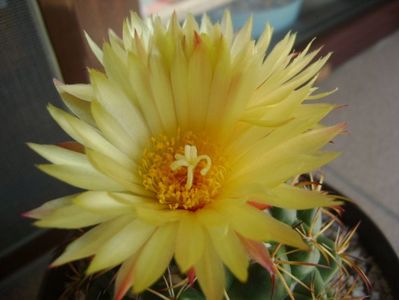 Coryphantha elephantidens v. sulcolanata