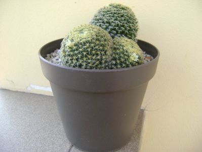 Mammillaria schiedeana