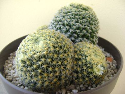 Mammillaria schiedeana