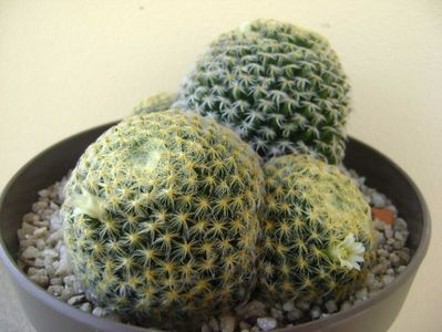 Mammillaria schiedeana