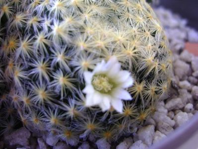 Mammillaria schiedeana