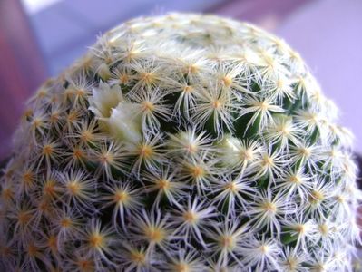 Mammillaria schiedeana