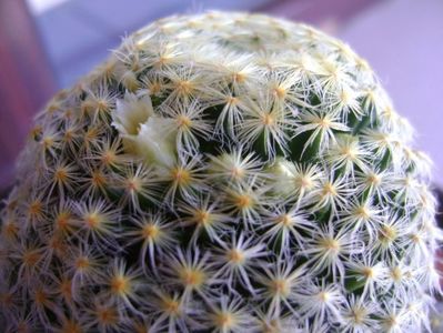 Mammillaria schiedeana