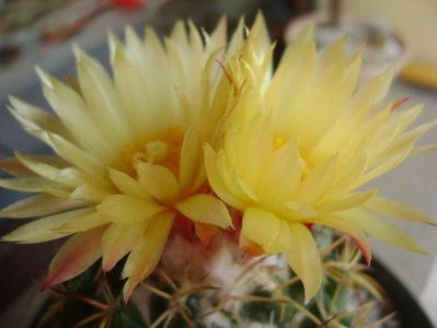 Coryphantha elephantidens v. sulcolanata