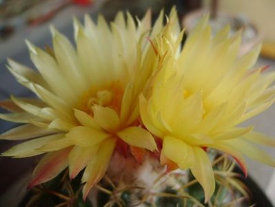 Coryphantha elephantidens v. sulcolanata