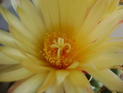 Coryphantha elephantidens v. sulcolanata