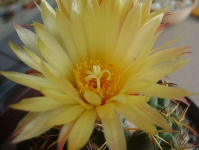 Coryphantha elephantidens v. sulcolanata