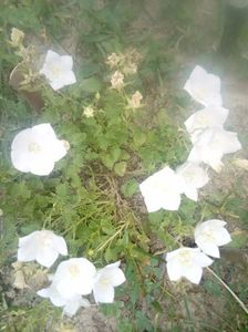 Campanula carpatica clips white