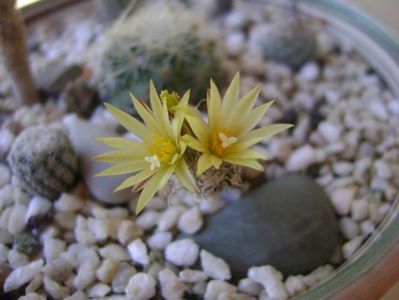 Turbinicarpus krainzianus v. minimus