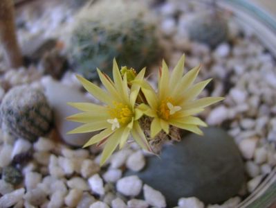 Turbinicarpus krainzianus v. minimus