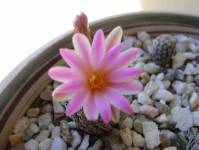 Turbinicarpus krainzianus v. lausserii