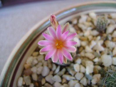 Turbinicarpus krainzianus v. lausserii