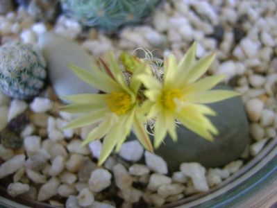 Turbinicarpus krainzianus v. minimus