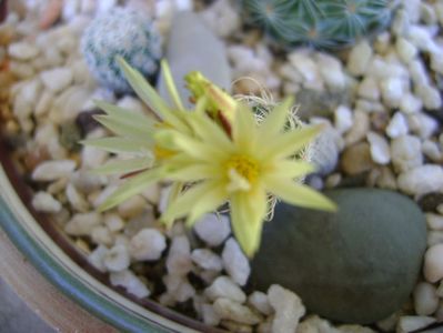 Turbinicarpus krainzianus v. minimus