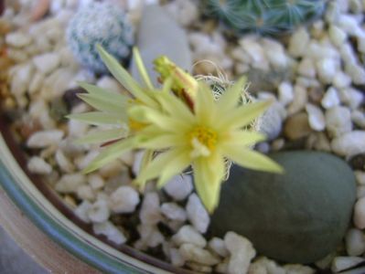 Turbinicarpus krainzianus v. minimus