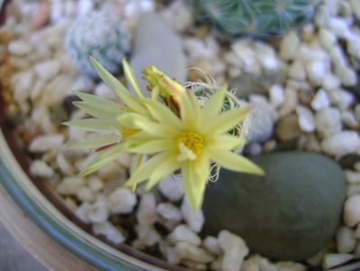 Turbinicarpus krainzianus v. minimus