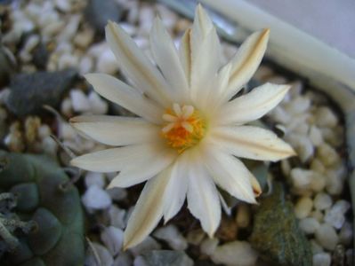 Turbinicarpus klinkerianus