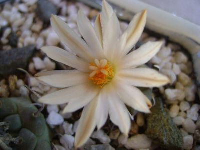 Turbinicarpus klinkerianus