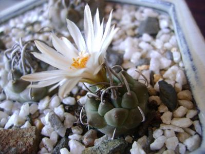 Turbinicarpus klinkerianus