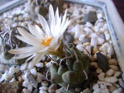 Turbinicarpus klinkerianus