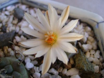 Turbinicarpus klinkerianus