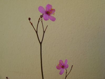 Talinum paniculatum