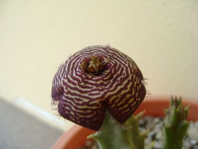 Orbea variegata