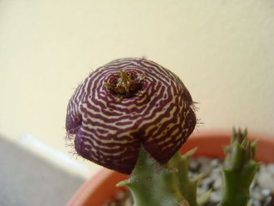 Orbea variegata