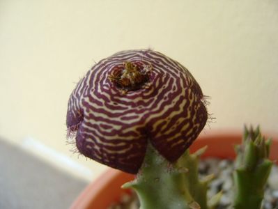 Orbea variegata