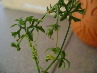 Kedrostis foetidissima