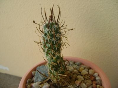 Toumeya papyracantha (altoita)