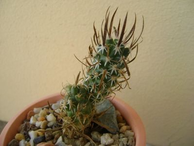 Toumeya papyracantha (altoita)