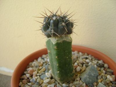 Gymnocalycium gibbosum v. nigrum (altoit)