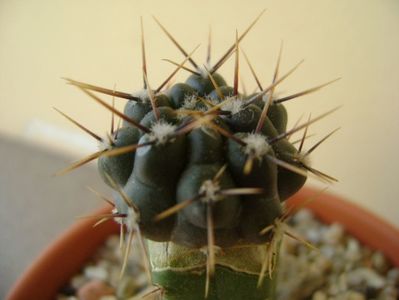 Gymnocalycium gibbosum v. nigrum (altoit)