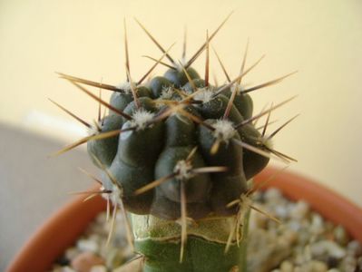 Gymnocalycium gibbosum v. nigrum (altoit)