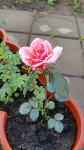 Trandafir roz inflorit din seminte