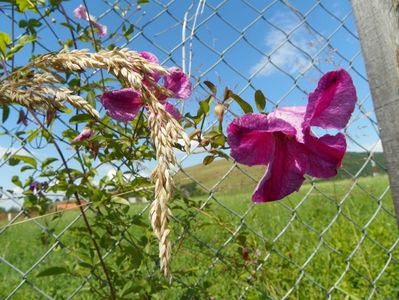 clematis Krakowiak