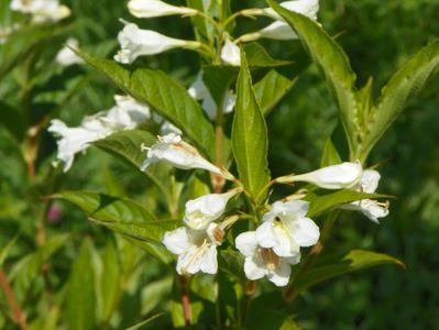 weigela candida