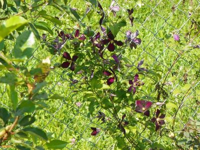clematis Mikelite