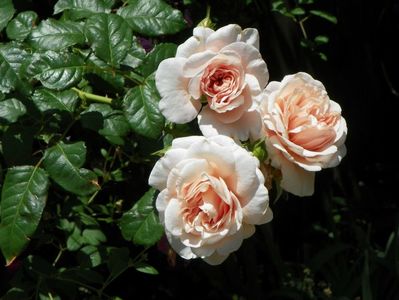 Rose de Tolbiac