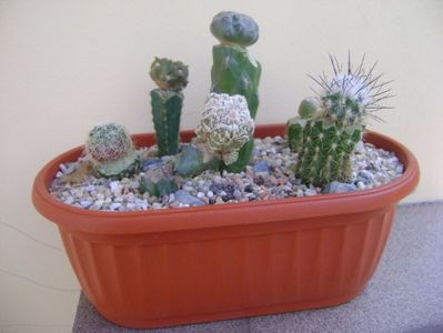 Grup de 6 cactusi altoiti; Puna bonniae
Sulcorebutia patriciae
Astrophytum myriostigma cv. Fukuryu reticulatus
Yavia cryptocarpa
Cintia knizei
Turbinicarpus viereckii
