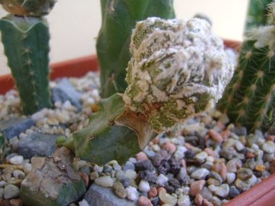 Astrophytum myriostigma cv. Fukuryu reticulatus