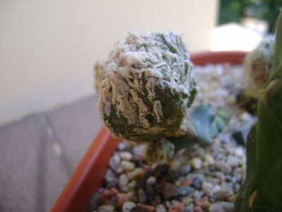 Astrophytum myriostigma cv. Fukuryu reticulatus