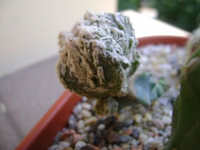 Astrophytum myriostigma cv. Fukuryu reticulatus