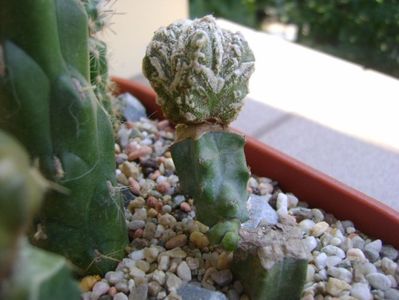 Astrophytum myriostigma cv. Fukuryu reticulatus