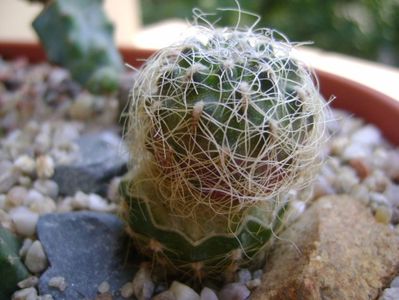 Sulcorebutia patriciae