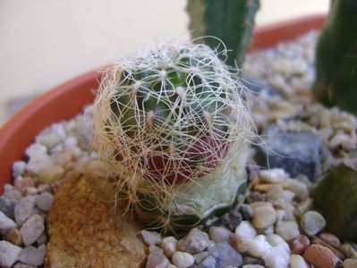 Sulcorebutia patriciae