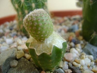 Yavia cryptocarpa