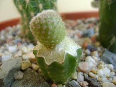 Yavia cryptocarpa