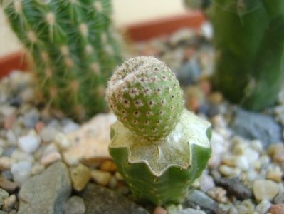 Yavia cryptocarpa